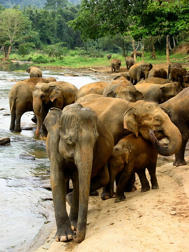 Herd of elephants at Pinnawala (Sri Lanka)