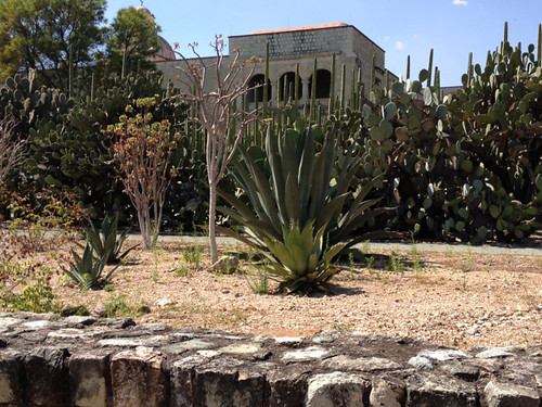 Oaxaca Jardin Ethnobotanico