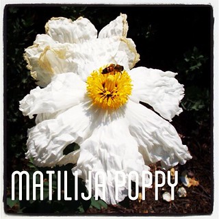 Garden Alphabet: Matilija Poppy (Romneya) | A Gardener's Notebook with Douglas E. Welch #flower #garden