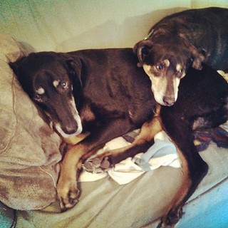 Good Morning! #dogstagram #snuggles #dobermanmix #coonhoundmix #adoptdontshop #Rescued #love #instadog