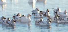 snow geese/ross's geese plumages