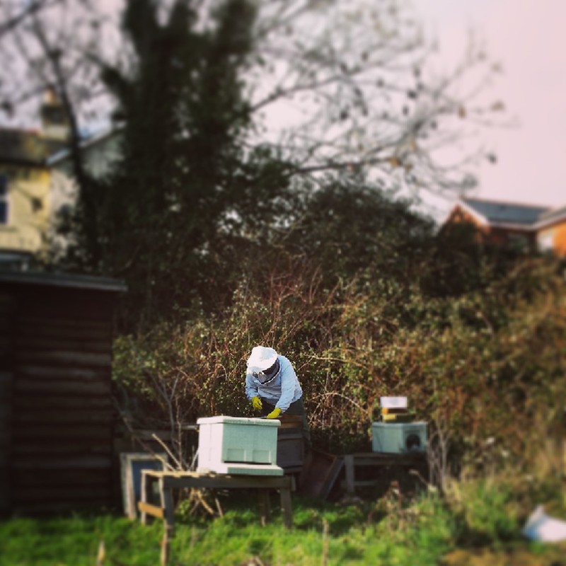 Winter beekeeping