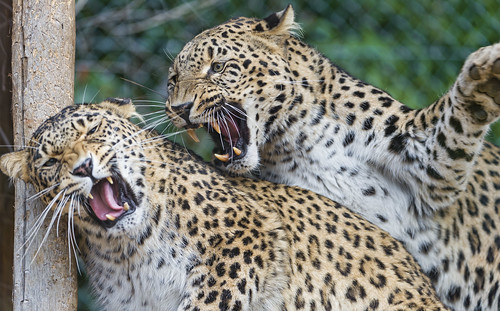 Fighting after love! by Tambako the Jaguar