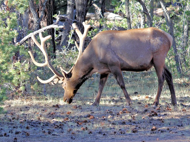 Elk 20130618