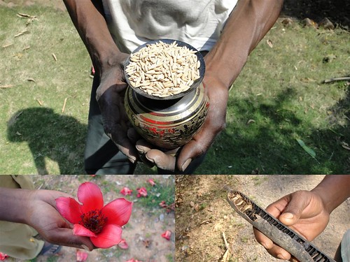 Medicinal Rice Formulations for Diabetes Complications and Heart Diseases (TH Group-45) from Pankaj Oudhia’s Medicinal Plant Database by Pankaj Oudhia