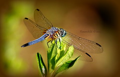 Dragonflies and Damsels
