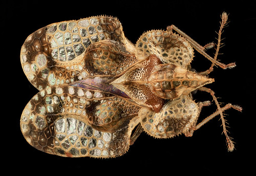 Lace Bug, MD, PG County_2013-08-20-16.56.18 ZS PMax