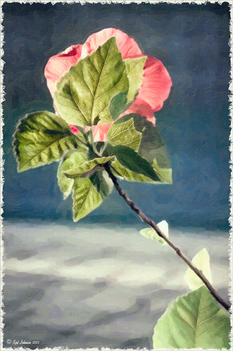 Chinese Hibiscus flower image taken from back and using Snap Art