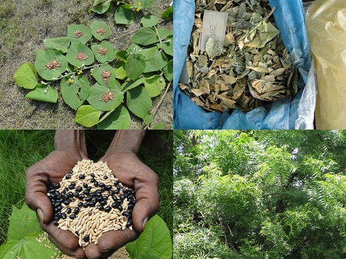 Medicinal Rice Formulations for Diabetes Complications, Heart and Kidney Diseases (TH Group-88) from Pankaj Oudhia’s Medicinal Plant Database by Pankaj Oudhia