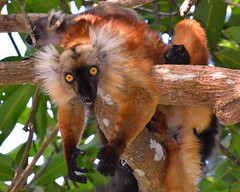 Madagascar Wildlife Sept/Oct 2013
