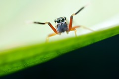 Arachnids (Cambodia)