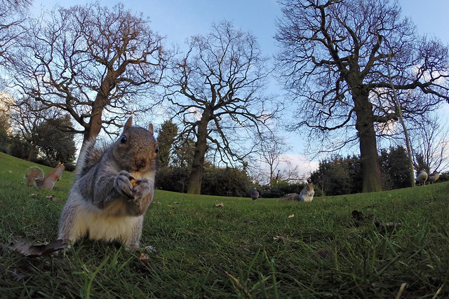 Nut Party in Greenwich Park