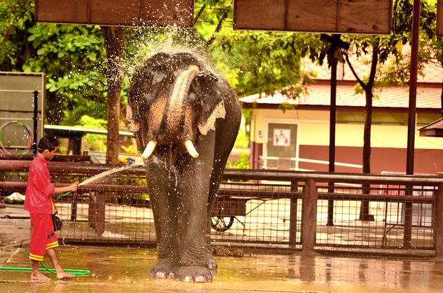 Lavando l'elefante ad Ayutthaya