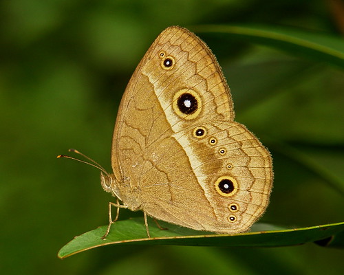 Bushbrown Butterfly (Mycalesis sp., Satyrinae), possibly M. gotama (wet season form)