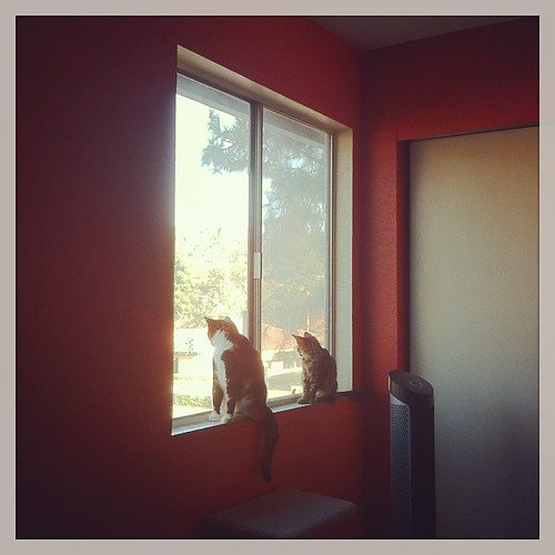 Two kitties share a window.