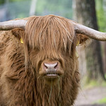 Cute highland bull