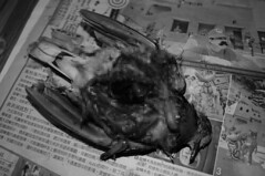 解剖後的紅鳩。（攝影：林惠珊）