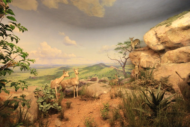 Guggenheim, MET, Museo de Historia Natural y Despedida de la City - NUEVA YORK UN VIAJE DE ENSUEÑO: 8 DIAS EN LA GRAN MANZANA (140)