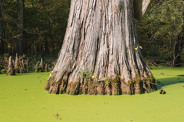 Mingo National Wildlife Refuge, in Puxico, Missouri, USA - cypress trunk and duckweed