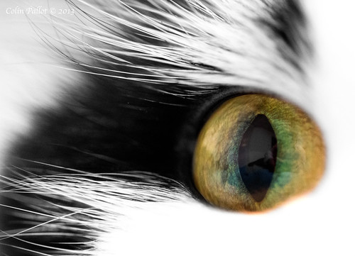 Cat's Eye by cpallot1