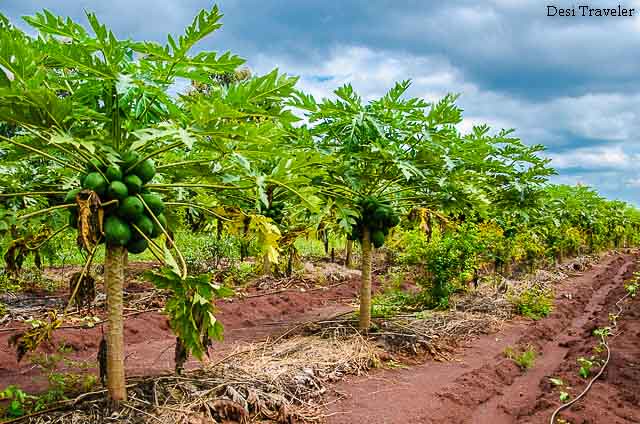 Organic papaya farm