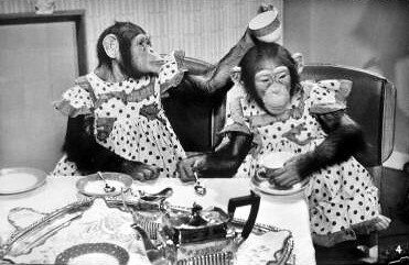 marquis chimps