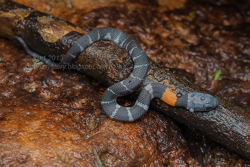 Orange-necked Keelback IMG_0350 copy rainforest snakes