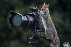 Wildlife photographer