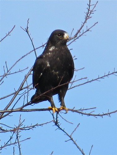 Adult Dark Morph Rough-legged Hawk near Downs, IL 24
