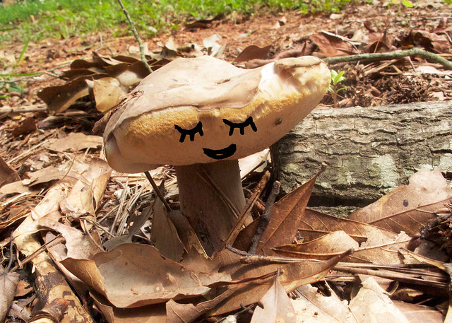 mushrooms-faces-5