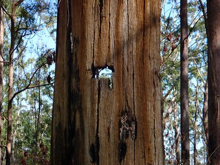 Logging Stump