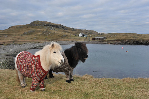 shetland-ponies-cardigans2