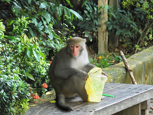 到壽山千萬不要以塑膠袋裝食物，以免台灣獼猴搶食。（圖片來源：壽山國家自然公園管理處）