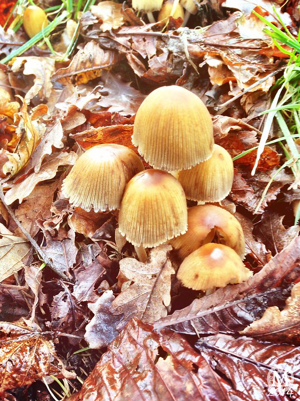 Mushrooms ~ Fungi