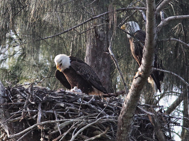 Bald Eagle female turns to feed the eaglets 20140205