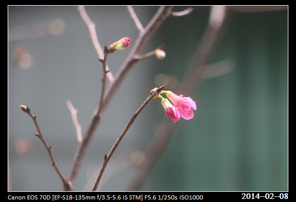 20140208_Flower2