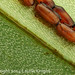 Lily leaf with lily beetle eggs