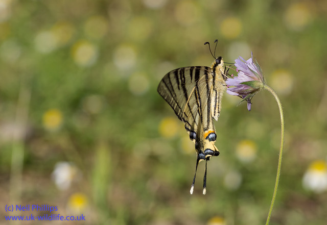 scarce swallowtial butterfly 4