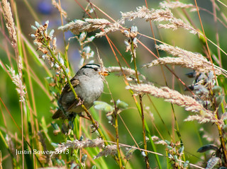 White-crowned
Sparrow
