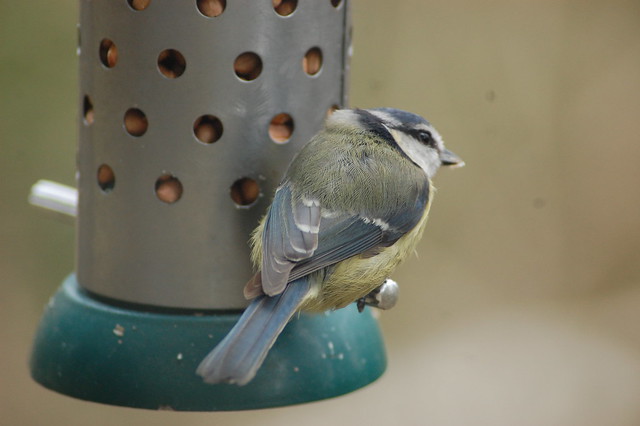 Blue tit on feeder