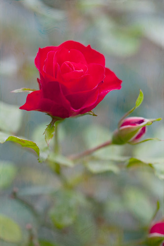 Red Rose~ by conniee4 aka Connie Etter
