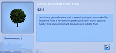 Bonny Bradford Pear Tree