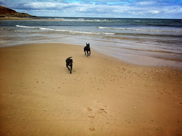 Dogs on beach.