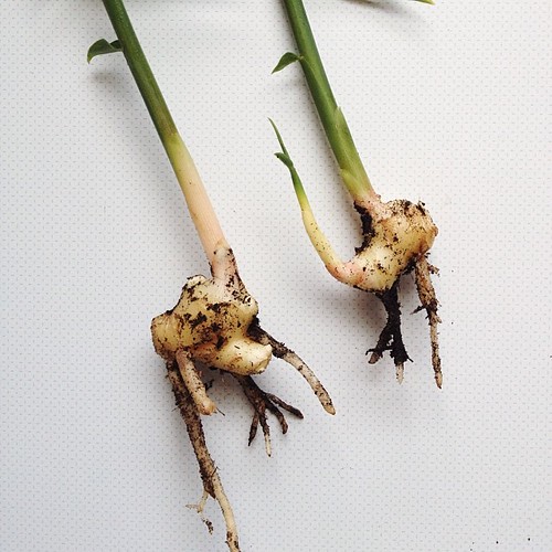 Split the rhizome, these two are going back into the pot... #growyourown #windowsillgardening #vsco #vscocam