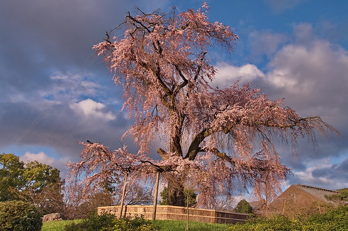 【写真】桜 : 円山公園