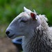 Kiera's ewe lamb