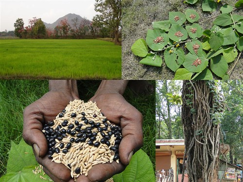 Medicinal Rice Formulations for Diabetes Complications, Heart and Kidney Diseases (TH Group-81) from Pankaj Oudhia’s Medicinal Plant Database by Pankaj Oudhia