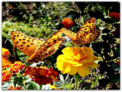 A Garden of Marigolds