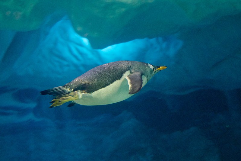 Penguins Underwater 3