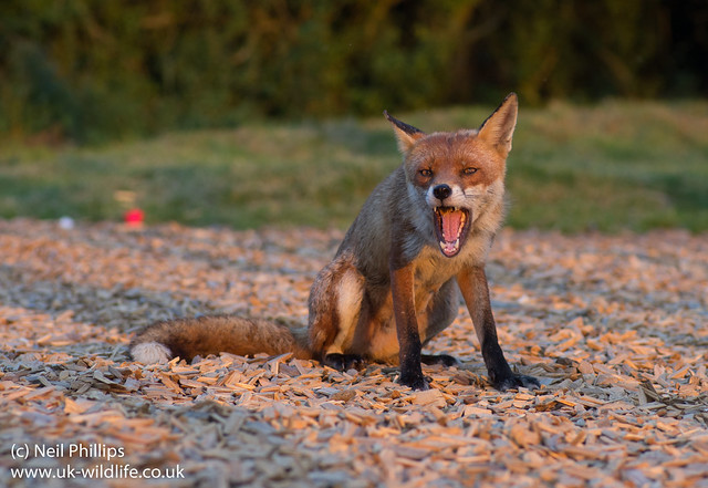 red fox_-10